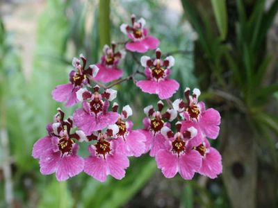 Лот: 11410478. Фото: 1. Орхидея Онцидиум Розовая Взрослая... Горшечные растения и комнатные цветы
