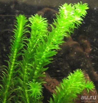 Лот: 8275278. Фото: 1. Элодея канадская (Elodea canadensis... Водные растения