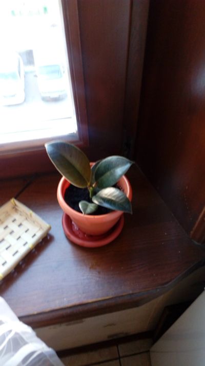 Лот: 11716570. Фото: 1. Ficus каучуконосный 1 фикус. Горшечные растения и комнатные цветы