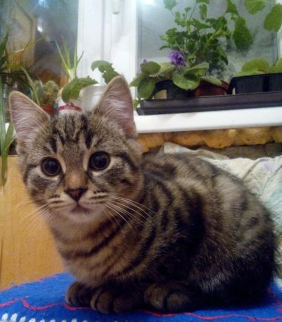 Лот: 10379436. Фото: 1. Котик ищет дом. Кошки, котята