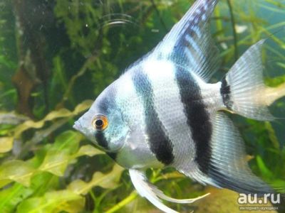 Лот: 16201088. Фото: 1. Скалярия "Голубая зебра" (Pterophyllum... Рыбки