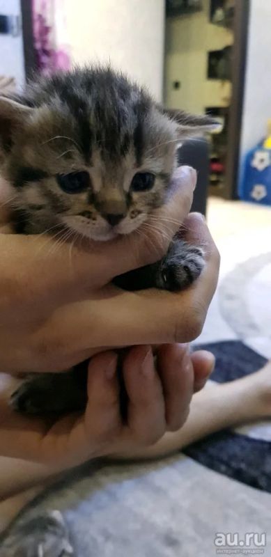 Лот: 13448886. Фото: 1. Шотландские котята. Кошки, котята