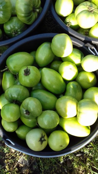 Лот: 14499899. Фото: 1. Зеленые помидоры. ведро 12 литров. Овощи, фрукты, зелень