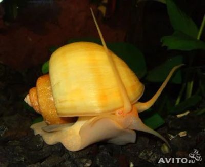 Лот: 4587804. Фото: 1. ампулярия желтая. Моллюски, ракообразные, кораллы