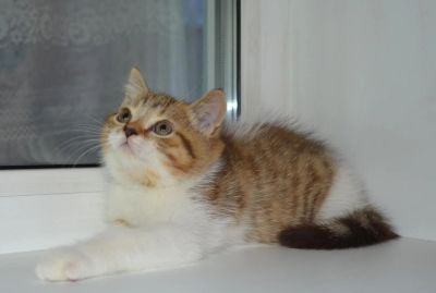 Лот: 4163534. Фото: 1. Шотландский котик страйт биколорного... Кошки, котята