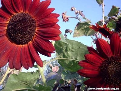 Лот: 12956663. Фото: 1. Семена подсолнечника декоративного... Садовые цветы