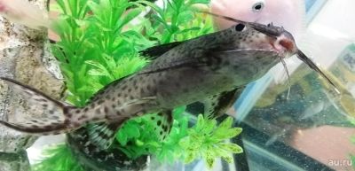 Лот: 14086874. Фото: 1. Сом синодонтис - перевертыш (Synodontis... Рыбки