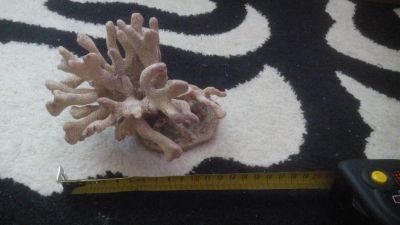 Лот: 7444429. Фото: 1. коралл искуственный №4. Грунты, украшения, наполнения