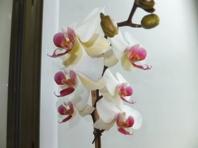 Лот: 3089489. Фото: 1. Орхидея фаленопсис цветет!. Горшечные растения и комнатные цветы