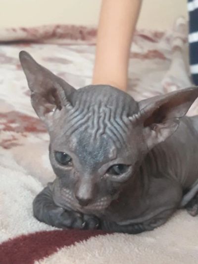 Лот: 12654594. Фото: 1. Котенок Донской сфинкс мальчик. Кошки, котята
