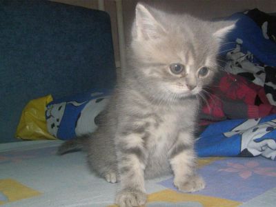 Лот: 3268111. Фото: 1. Шотландская плюшечка. Кошки, котята