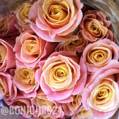 Лот: 11258633. Фото: 1. Роза коралл и оранжево-розовая... Свежие цветы
