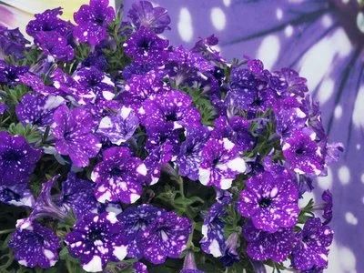 Лот: 13690749. Фото: 1. Петуния вегетативная Звездное... Садовые цветы