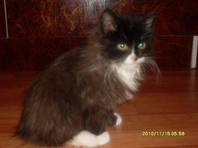 Лот: 623954. Фото: 1. Котенок. Остальные животные