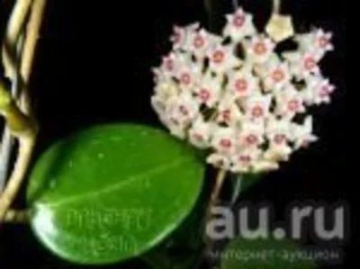 Лот: 13592278. Фото: 1. Хойя EPC-199 Hoya acuta (RB-Mini... Горшечные растения и комнатные цветы