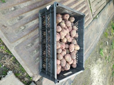 Лот: 15987465. Фото: 1. Картофель семенной остатки. Овощи