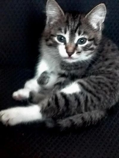 Лот: 10696105. Фото: 1. Котенок полосатый. Кошки, котята