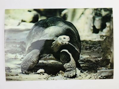 Лот: 23296482. Фото: 1. Черепаха (американская). Куба... Открытки, конверты
