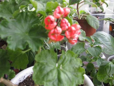 Лот: 2454866. Фото: 1. пеларгония "red pandora". Горшечные растения и комнатные цветы