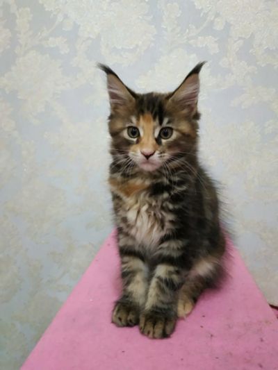 Лот: 14722061. Фото: 1. МЕЙН-КУН. Кошки, котята