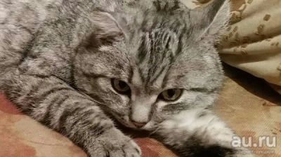 Лот: 8676651. Фото: 1. Ласковый кот ищет дом. Кошки, котята