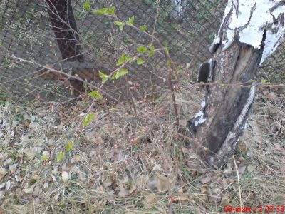 Лот: 1801107. Фото: 1. Молодой куст вишня войлочная... Другое (семена, рассада, садовые растения)