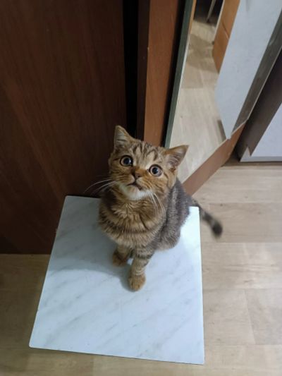 Лот: 24377633. Фото: 1. Котёнок шотландский. Кошки, котята