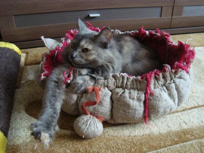 Лот: 3913965. Фото: 1. Пушистая ласковая кошечка. Кошки, котята