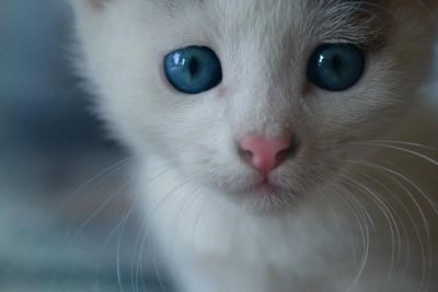 Лот: 6574859. Фото: 1. Котенок балинез. Кошки, котята
