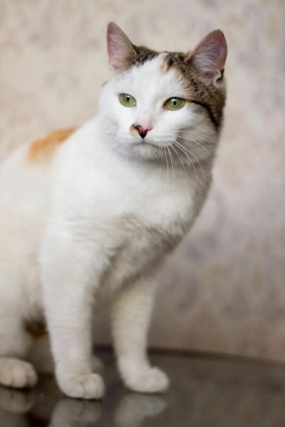 Лот: 6771048. Фото: 1. Ласковая стерилизованная кошечка... Кошки, котята