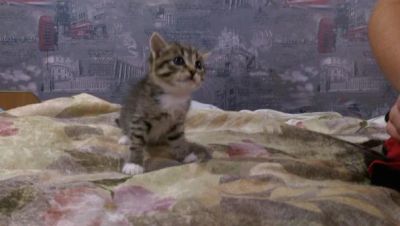 Лот: 6046091. Фото: 1. Отдам котенка. девочка 3 месяца. Кошки, котята