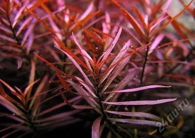 Лот: 7578037. Фото: 1. Людвигия дугообразная (Ludwigia... Водные растения