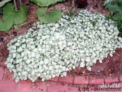 Лот: 9708433. Фото: 1. Яснотка. Садовые цветы
