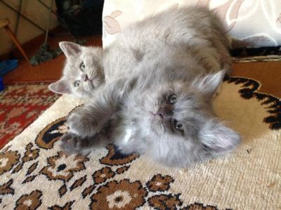 Лот: 4111766. Фото: 1. Бриташки-милашки. Кошки, котята