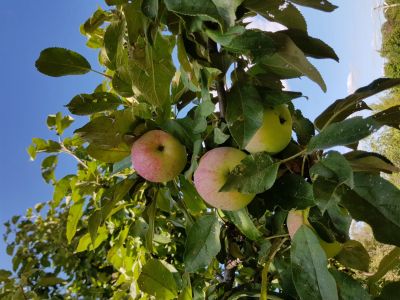 Лот: 12078881. Фото: 1. Яблоки калужское шоссе дачные. Овощи, фрукты, зелень