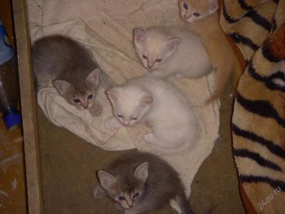 Лот: 83745. Фото: 1. котята срочно!=). Остальные животные