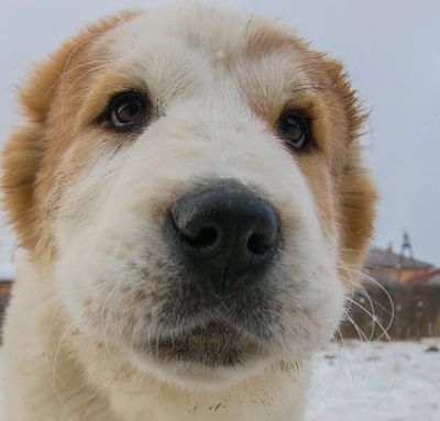 Лот: 4733003. Фото: 1. Щенок среднеазиатской овчарки... Собаки, щенки