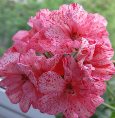 Лот: 15491404. Фото: 1. пеларгония Peppermint (укорененный... Горшечные растения и комнатные цветы