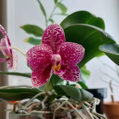 Лот: 23347870. Фото: 1. Орхидея фаленопсис Mituo Diamond... Горшечные растения и комнатные цветы