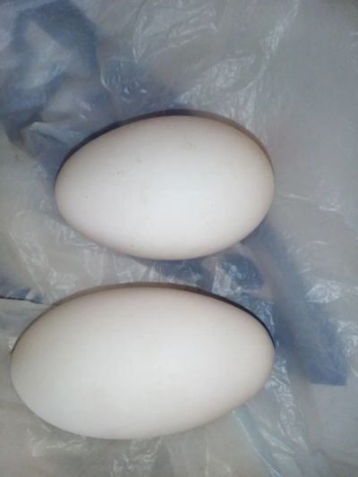 Лот: 19787455. Фото: 1. Гусиное яйцо инкубационное. Птицы
