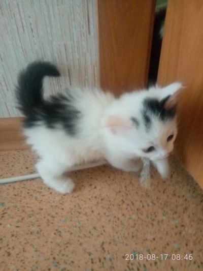 Лот: 11955206. Фото: 1. Котята. Кошки, котята