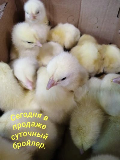 Лот: 16068432. Фото: 1. Цыплята кобб 500. Птицы