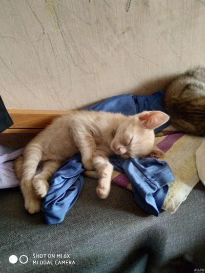 Лот: 18554035. Фото: 1. Котята. Кошки, котята