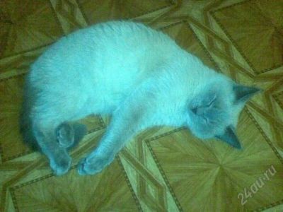Лот: 1010112. Фото: 1. Отдам Кота в хорошие руки!. Остальные животные
