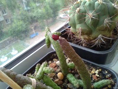 Лот: 14353090. Фото: 1. Echidnopsis cereiformis fa. brunea... Горшечные растения и комнатные цветы