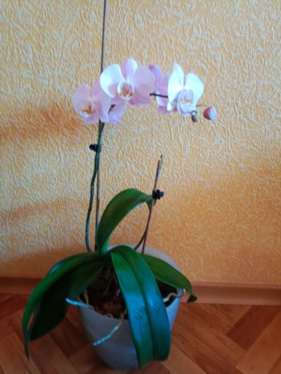 Лот: 24764259. Фото: 1. Орхидея взрослое растение, начинает... Горшечные растения и комнатные цветы