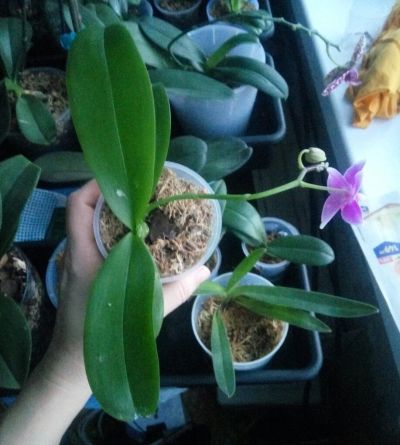 Лот: 17249884. Фото: 1. Орхидея фаленопсис сортовая. Горшечные растения и комнатные цветы