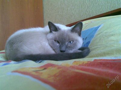 Лот: 1742450. Фото: 1. кошечка ищет котика ). Кошки, котята