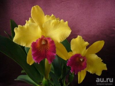 Лот: 13706508. Фото: 1. Орхидея Каттлея Желтая с малиновой... Горшечные растения и комнатные цветы