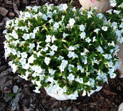 Лот: 15677537. Фото: 1. Петуния вегетативная Blanket White... Садовые цветы